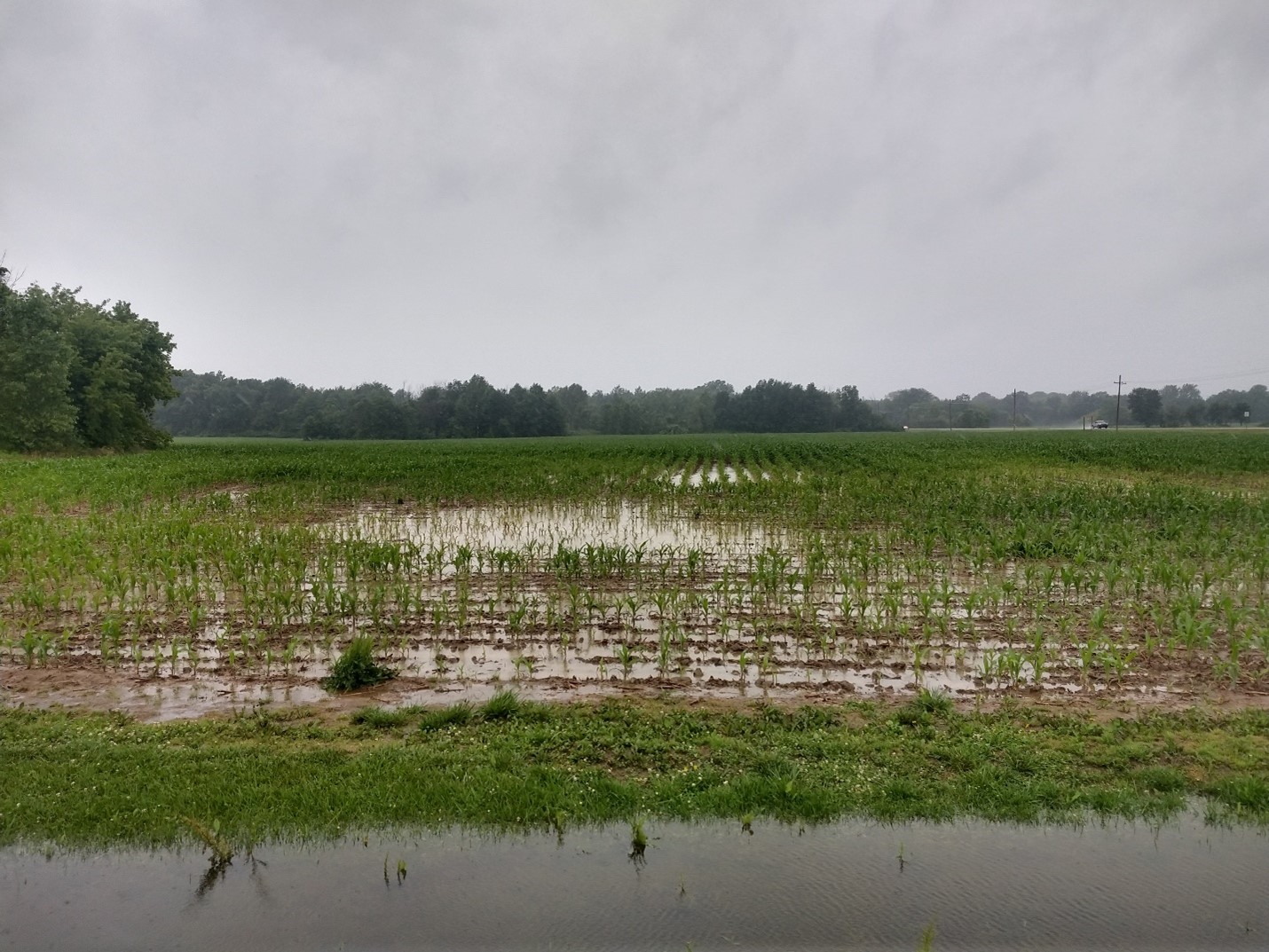 Flooded corn field